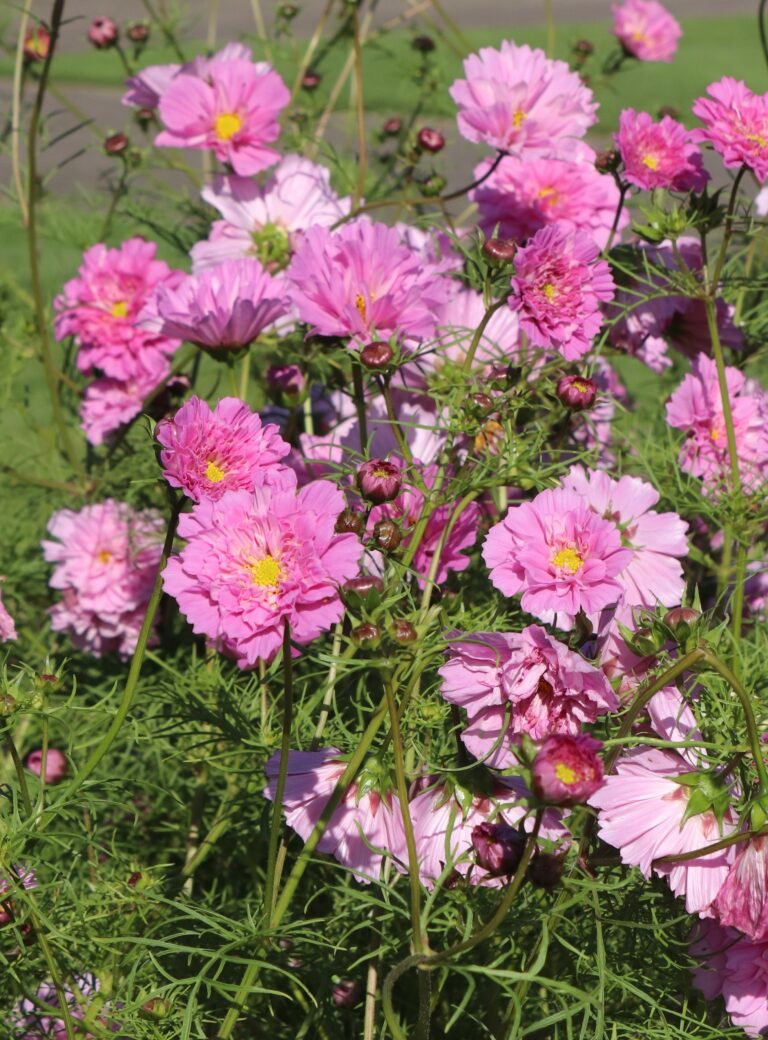 Harilik kosmos (Cosmos bipinnatus) ‘Double Click Bicolor Pink’