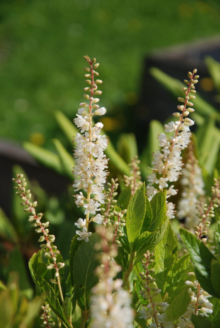 Lepalehine kletra (Clethra alnifolia)