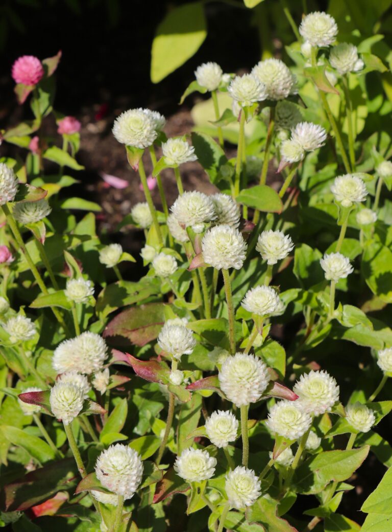 Ümar kerarebashein (Gomphrena globosa)