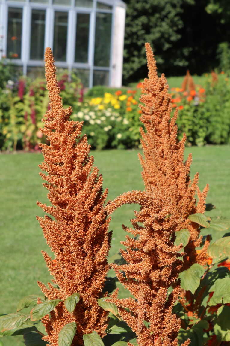 Verev rebashein (Amaranthus cruentus) ‘Hot Biscuits’