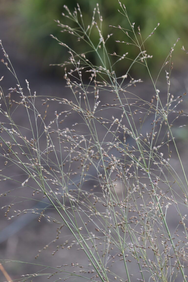 Vitshirss (Panicum virgatum) ‘Prairie Sky’
