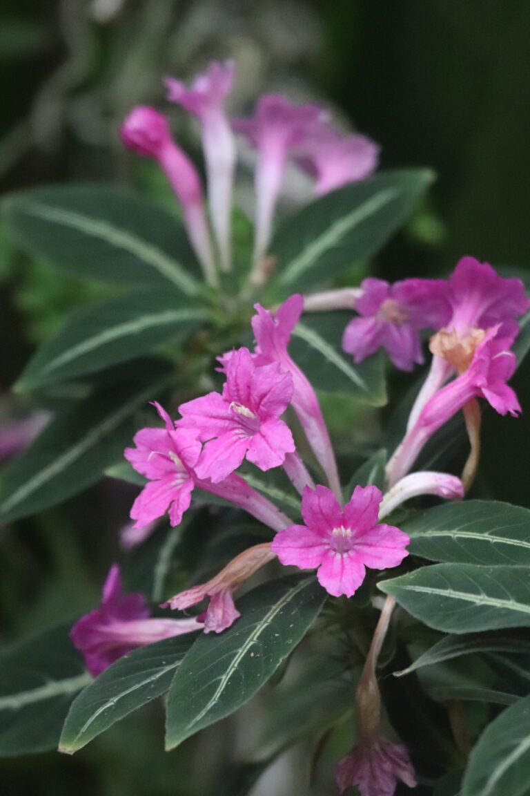 Kirev ruellia (Ruellia makoyana)