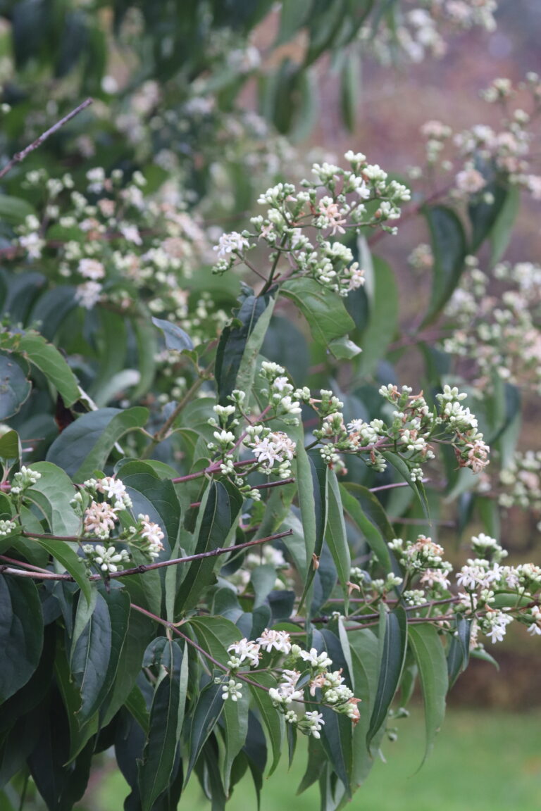 Seitsmepojapuu (Heptacodium miconioides)