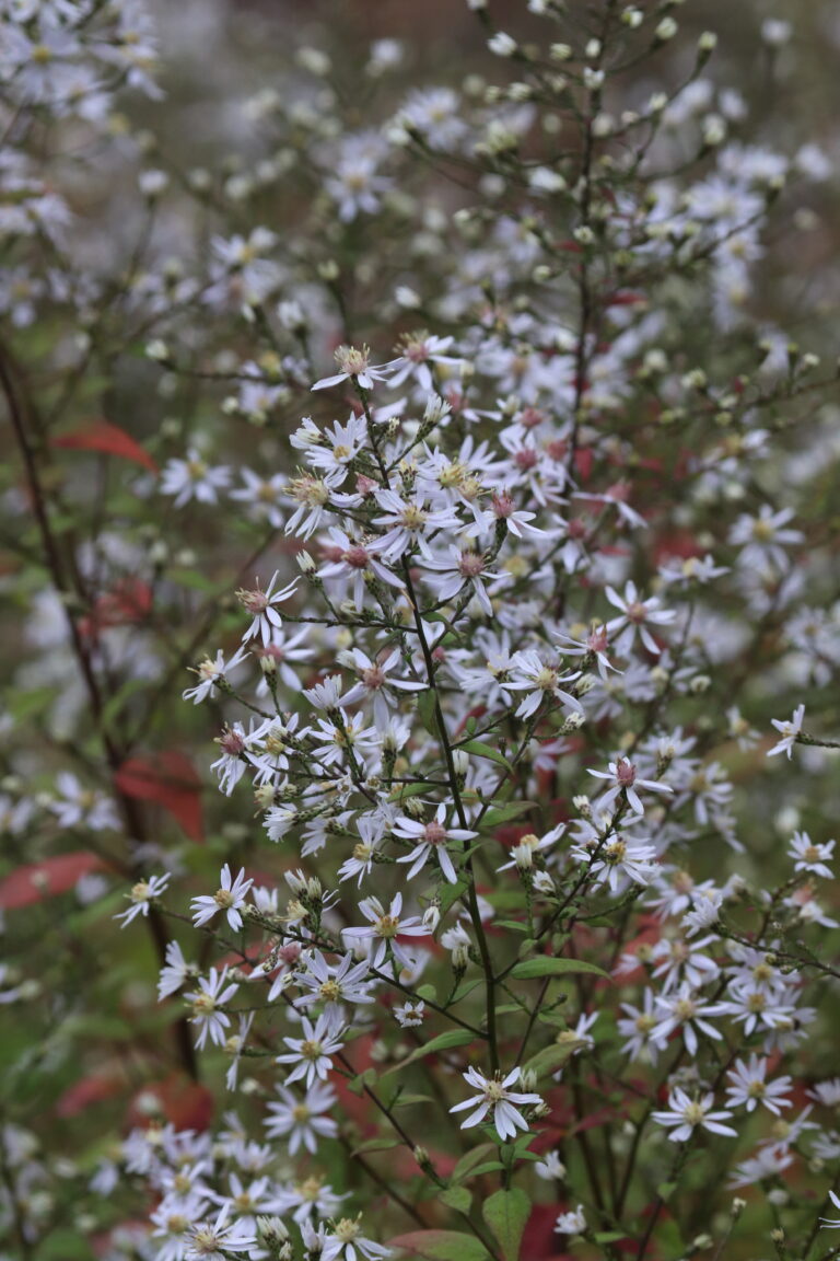 Südajalehine sügisaster (Symphyotrichum cordifolium)