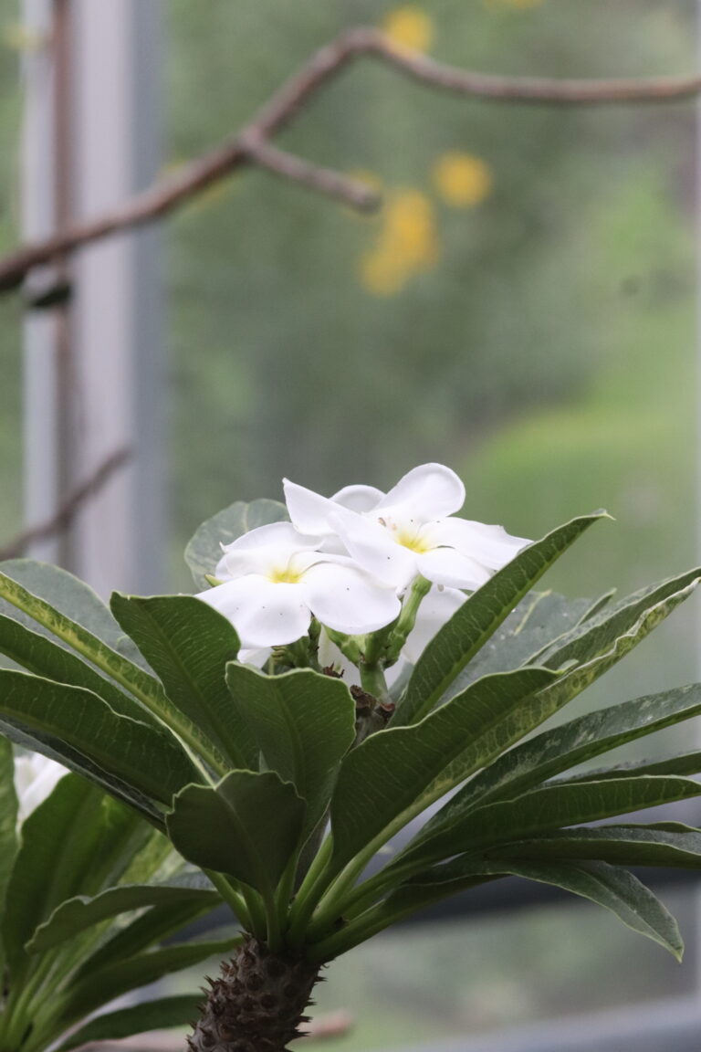 Tutt-paksjalg (Pachypodium lamerei)